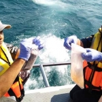 Pelepasan baby lobster di perairan Pacitan.