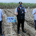 Bupati Kediri, Hanindito Himawan Pramana (tengah); Direktur Pengembangan & Produksi Holding Perkebunan Nusantara PTPN III (Persero) Mahmudi (kiri); dan Direktur PTPN X, Tuhu Bangun, saat menanam tebu secara simbolis di lahan tebu milik salah satu petani di Desa Purwokerto. Foto: MUJI HARJITA/ BANGSAONLINE