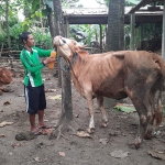 Heri saat memberikan ramuan tradisional buatannya kepada sapi peliharaannya.