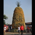 Nanas yang dibentuk gunungan disiapkan untuk festival nanas pada akhir pekan ini. foto: Dinas Kominfo