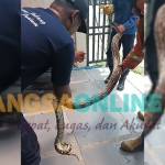 Tim Damkar Pemkab Gresik saat berhasil menjinakkan piton yang masuk di kamar mandi rumah Fathus. Foto: SYUHUD/BANGSAONLINE.com