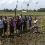 Petani JuwetKenongo,menunjukkan lokasi sawah yang ditanami pohon trembesi.