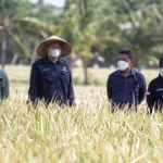 Bupati Situbondo, Karna Suswansi saat melakukan pengubinan padi BK-900 milik Kelompok Tani Suka Tani Desa Sumberkolak, Kecamatan Panarukan, Situbondo.