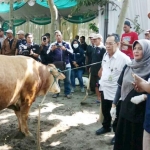 Sapi-sapi yang ikut apel untuk dicek kesehatannya agar menghasilkan anakan yang bagus.