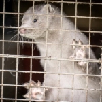 Musang yang imut. foto: Ritzau Scanpix/Mads Claus Rasmussen via Reuters