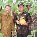 Plt Bupati Lamongan Abdul Rouf saat petik melon di Greenhouse Melon Desa Sendangharjo, Kecamatan Brondong, Kamis (26/9/2024).