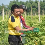 Bupati Jombang Nyono Suharli Wihandoko saat meninjau pertanian cabai di Desa Genukwatu, Kecamatan Ngoro, Minggu (8/1). foto: ROMZA/ BANGSAONLINE