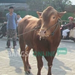 Salah satu sapi kurban di Masjid Miftahul Jannah Wlingi.