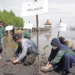 Suasana saat penanaman bibit mangrove di Pantai Bahak Probolinggo.