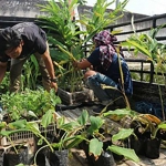 Tanaman obat keluarga dari PPK Ormawa UKM Mapala Umaha Sidoarjo  untuk masyarakat di Kelurahan Ngelom.