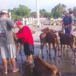 Sapi Sepudi saat diturunkan dari atas perahu di pelabuhan Kalbut. foto: MURSIDI/ BANGSAONLINE