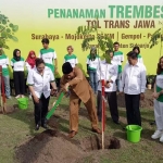 PEDULI LINGKUNGAN: Bupati Sidoarjo H Saiful Ilah menanam pohon Trembesi di acara DTFL Trans Jawa, di Alun-alun, Rabu (5/12). foto: MUSTAIN/ BANGSAONLINE