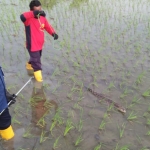 Petugas Pos Damkar Kecamatan Temayang berhasil menangkap anakan buaya. (foto: ist)