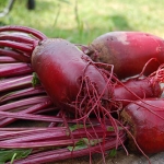 Buah Bit merupakan salah satu jenis makanan yang bisa menurunkan hipertensi