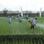 Suasana ketika petani membasmi hama dengan obat dari Petrokimia grup. Foto: Ist