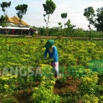 Salah satu petani tengah memanen cabai. foto: HERI M/ BANGSAONLINE