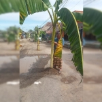 Kondisi jalan rusak di Desa Kedungboto, Kecamatan Beji, Kabupaten Pasuruan.