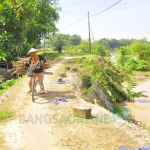 Kondisi tanggul yang mulai longsor dan mengkhawatirkan.