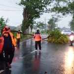 Petugas BPBD Gresik saat mengevakuasi pohon tumbang. foto: ist.