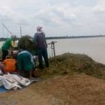 Warga tampak terburu-buru memanen padi karena sawahnya terendam air. foto: eky nurhadi/ BANGSAONLINE