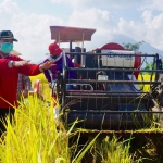 Bupati Pungkasiadi ketika menghadiri panen raya di Kutorejo. Bupati memperhatikan penggunaan mesin modern dalam panen ini. 