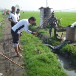 Anggota TNI Polri saat membantu petani gropyokan.