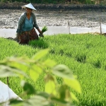 Petani Lamongan saat melakukan sulam.