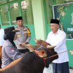 Penyerahan hewan kurban dari Polres Mojokerto Kota pada PCNU Kota Mojokerto.