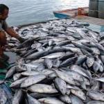 Nelayan menangkap ikan tongkol.