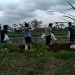 Tampak warga saat sedang meratakan tanah pemakaman tanpa mengenakan APD. (foto: ist).