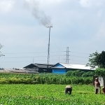 Para petani yang bekerja di bawah guyuran asap dari cerobong PT KTS. foto: MUJI HARJITA/ BANGSAONLINE