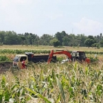 Lokasi pertambangan yang ada di tengah sawah, Desa Tenggir, Kecamatan Panji. foto: MURSIDI/ BANGSAONLINE