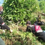 Emak-emak dan mbak-mbak yang rela berpanas-panasan ikut membersihkan gulma di Kebun Bibit Terpadu Kabupaten Kediri di Desa Mranggen, Kecamatan Purwoasri. (foto: ist)