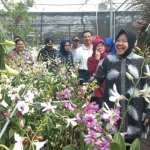 Wali Kota Risma saat masuk di kebun anggrek (green house). foto: YUDI A/ BANGSAONLINE