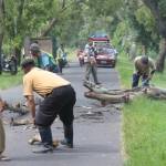 Penebangan pohon di Kecamatan Singgahan yang dilakukan DPU, Selasa (5/4) lalu. foto: suwandi/ BANGSAONLINE