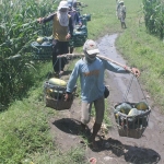 Petani saat memanen buah semangka. Mereka pasrah dengan harganya yang anjlok dampak Covid-19 dan masuknya musim hujan. foto: BAMBANG/ BANGSAONLINE