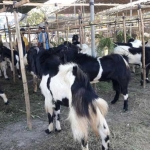 Kambing kurban yang dijual para pedagang di wilayah Manyar. (foto: syuhud/ bangsaonline)