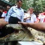 Kepala BNN Budi Waseso (tengah) bersama rombongan melihat seekor buaya saat berkunjung ke penangkaran Taman Buaya Asam Kumbang Medan, Sumatera Utara, 11 November 2015 . foto: potretnews.com