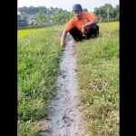 Lukman saat melihat lumpur yang keluar dari areal sawah yang dikerjakannya. foto: ist.