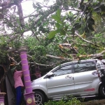 Kondisi mobil yang tertimpa pohon. Foto: IST