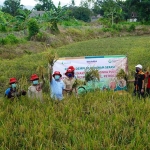 Panen raya padi hasil produk pupuk PT Petrokimia di Kalsel. (foto: ist).