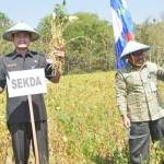 Sekkab Lamongan, Yuhronur Efendi, saat panen kedelai. foto: haris/BANGSAONLINE