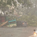 Sejumlah pohon yang tubang akibat hujan lebat di Pakisaji Malang (dok. RRI)