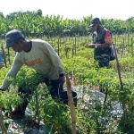 Babinsa Koramil 0817/13 Ujungpangkah, Sertu Yahya melaksanakan Komunikasi Sosial (Komsos) dengan petani cabai di Desa Kebunagung, Senin (13/6/2022).