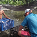 Kelompok Budi Daya Ikan Lestari Abadi saat panen ikan patin.