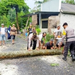 Petugas dibantu warga sedang membersihkan pohon tumbang.