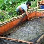 Pembudidaya ikan lele organik di Kecamatan Wonosari. Foto: Sugiyanto/BangsaOnline.com