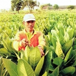 Petani menunjukkan tembakau jenis virginia. 