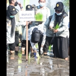 Bupati Ikfina ketika melaksanakan kegiatan tanam padi perdana demonstran usaha petani (demfarm) varietas bibit unggul di lahan tani Desa Sadartengah, Kecamatan Mojoanyar, Jumat (11/6) pagi.