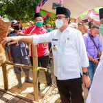 Salah satu sapi limosin yang dijual di bazar berbasis syariah sedang dielus oleh Bupati Baddrut Tamam.